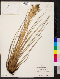 Tillandsia fasciculata image