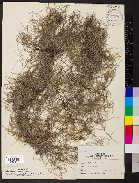 Tillandsia usneoides image