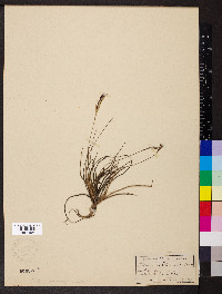 Tillandsia recurvata image