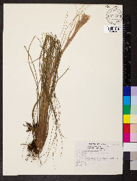 Tillandsia schiedeana image