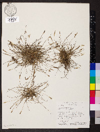 Tillandsia recurvata image