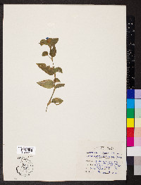 Commelina communis image