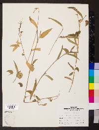 Commelina diffusa image