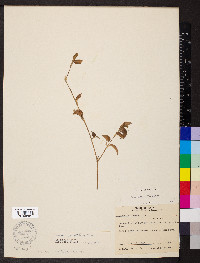 Commelina diffusa image