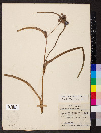 Tradescantia ohiensis image