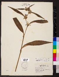 Tradescantia subaspera image