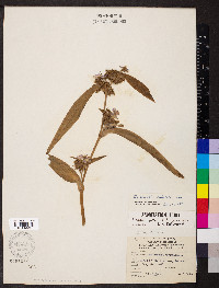 Tradescantia subaspera image