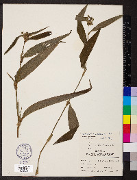 Tradescantia subaspera image