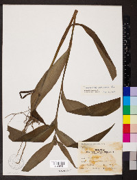 Tradescantia subaspera image