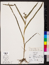 Tradescantia virginiana image