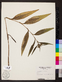 Tradescantia subaspera image