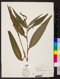 Tradescantia subaspera image