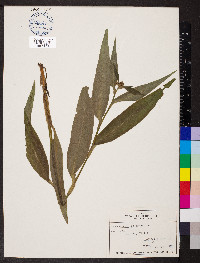 Tradescantia subaspera image