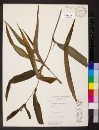 Tradescantia subaspera image