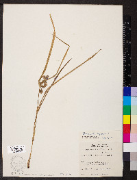 Tradescantia virginiana image