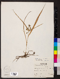 Tradescantia virginiana image