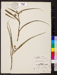 Tradescantia virginiana image