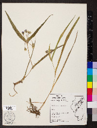 Tradescantia virginiana image