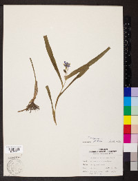 Tradescantia virginiana image