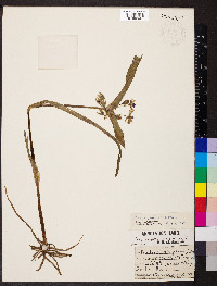 Tradescantia virginiana image