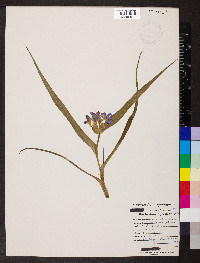 Tradescantia virginiana image