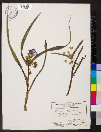 Tradescantia virginiana image