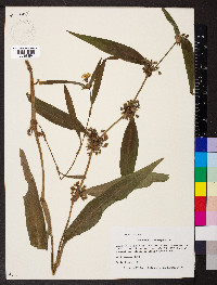 Tradescantia subaspera image