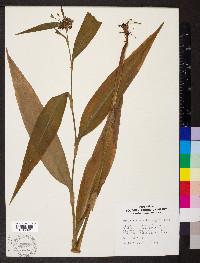 Tradescantia subaspera image