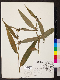 Tradescantia subaspera image