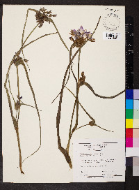 Tradescantia ohiensis image