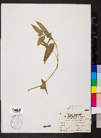 Commelina erecta var. angustifolia image