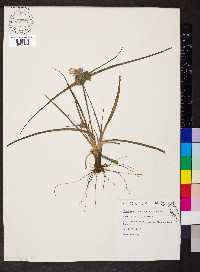 Tradescantia hirsuticaulis image