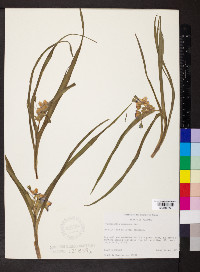 Tradescantia subaspera image