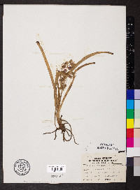 Tradescantia tharpii image