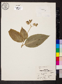 Tinantia leiocalyx image