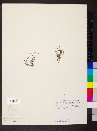 Heteranthera dubia image