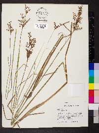 Juncus biflorus image