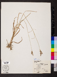 Juncus biflorus image