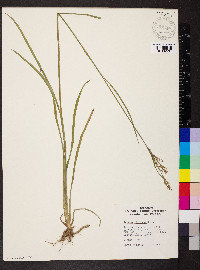 Juncus biflorus image