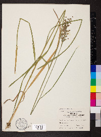 Juncus biflorus image