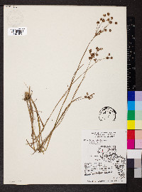 Juncus biflorus image