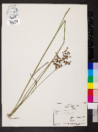 Juncus biflorus image