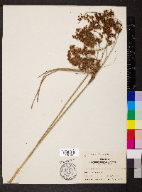 Juncus biflorus image