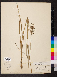 Juncus biflorus image
