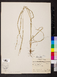 Juncus biflorus image