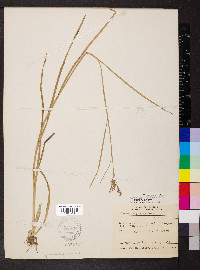 Juncus biflorus image