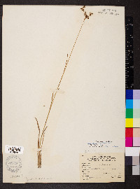 Juncus biflorus image