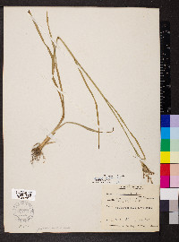 Juncus biflorus image