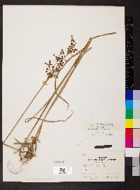 Juncus biflorus image