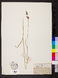 Juncus biflorus image